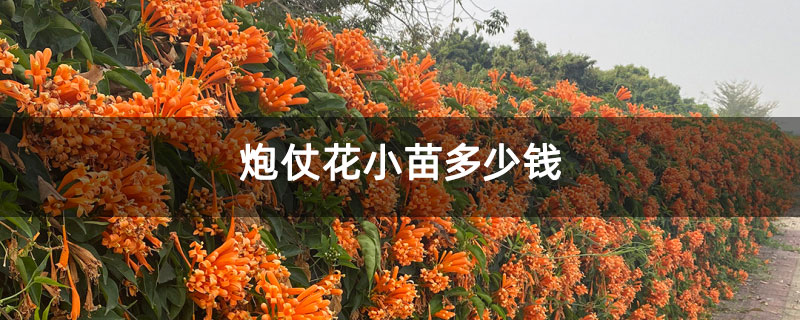 炮仗花小苗多少钱