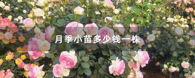 月季小苗多少钱一株
