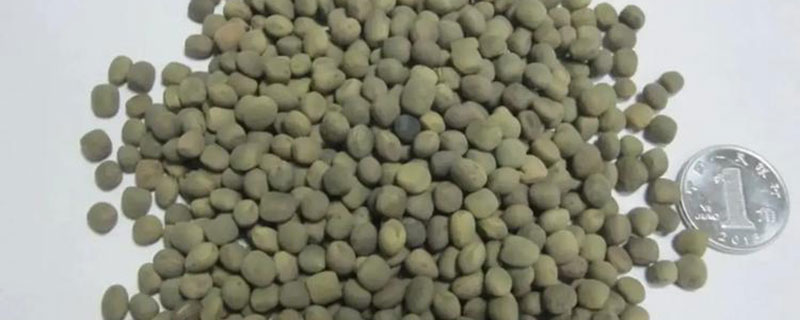 箭筈豌豆种植技术