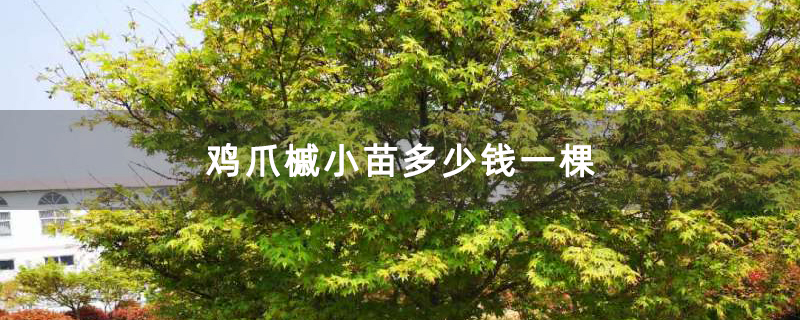 鸡爪槭小苗多少钱一棵