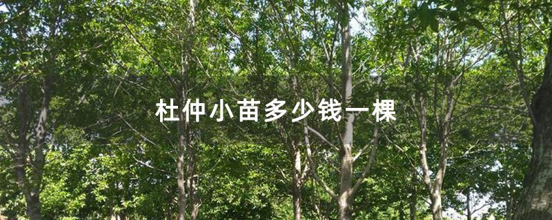 杜仲小苗多少钱一棵