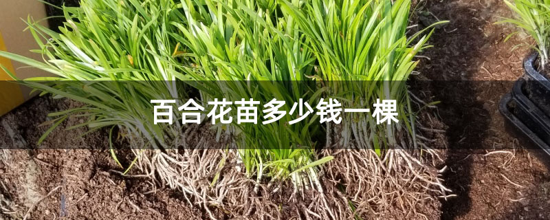 百合花苗多少钱一棵 百合花苗多少钱一棵