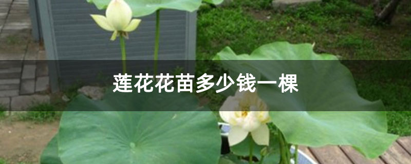 莲花花苗多少钱一棵
