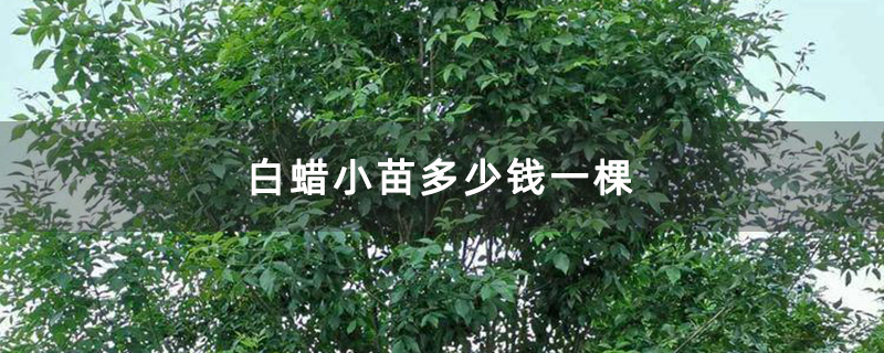 白蜡小苗多少钱一棵