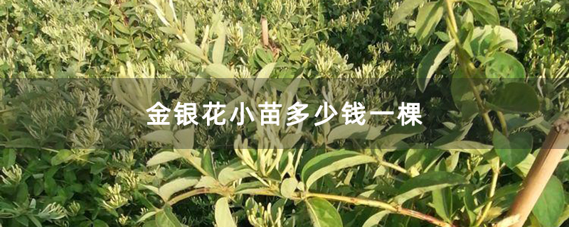 金银花小苗多少钱一棵