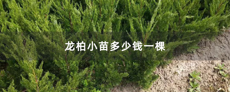 龙柏小苗多少钱一棵