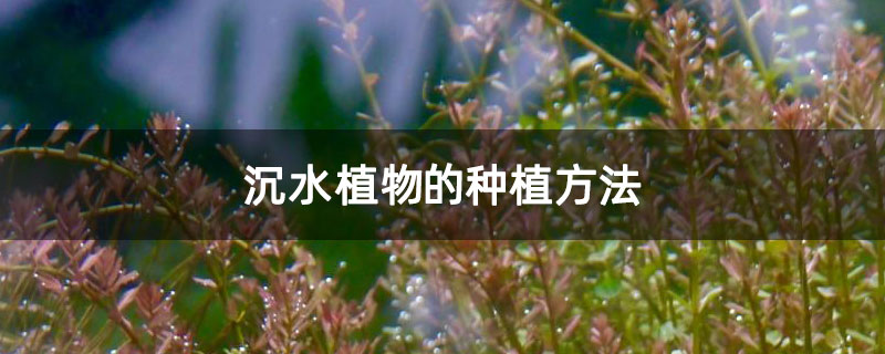 沉水植物的种植方法.jpg