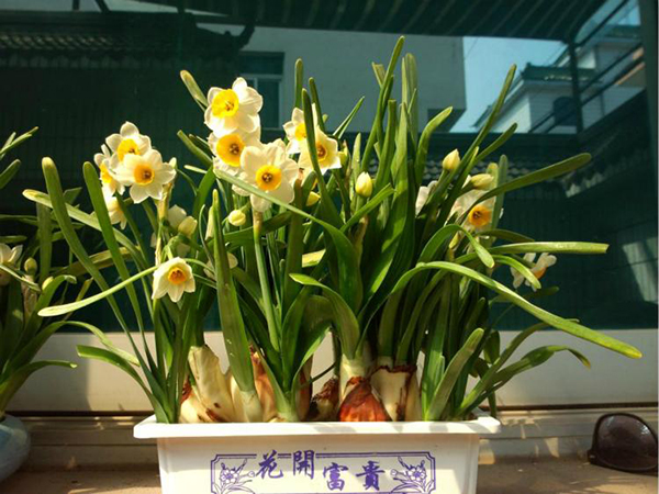 5种适合春节的球根花卉