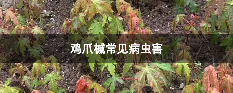 鸡爪槭常见病虫害