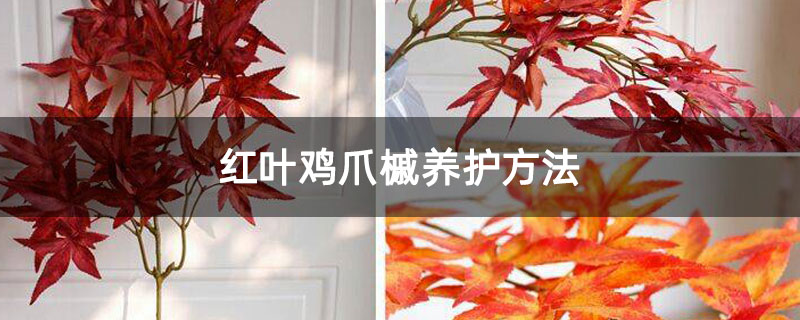 红叶鸡爪槭养护方法