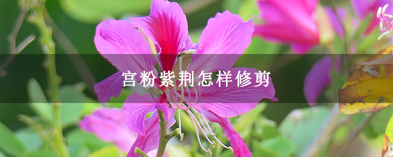 宫粉紫荆怎样修剪