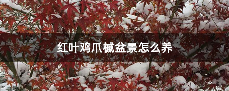 红叶鸡爪槭盆景怎么养