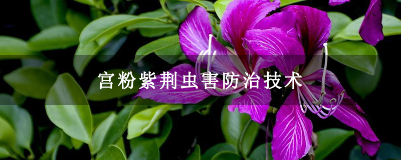 宫粉紫荆虫害防治技术
