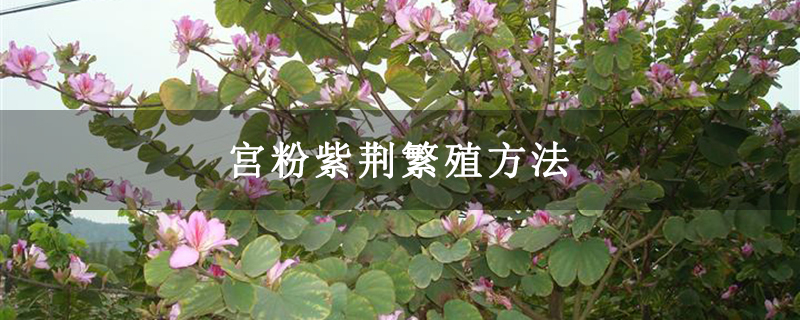 宫粉紫荆繁殖方法
