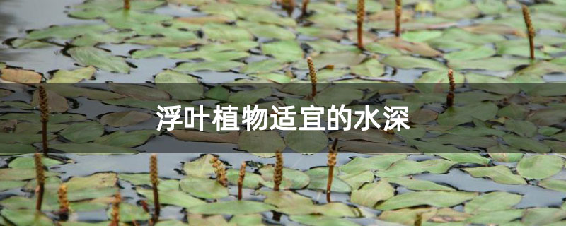 浮叶植物适宜的水深
