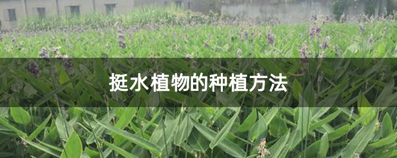 挺水植物的种植方法