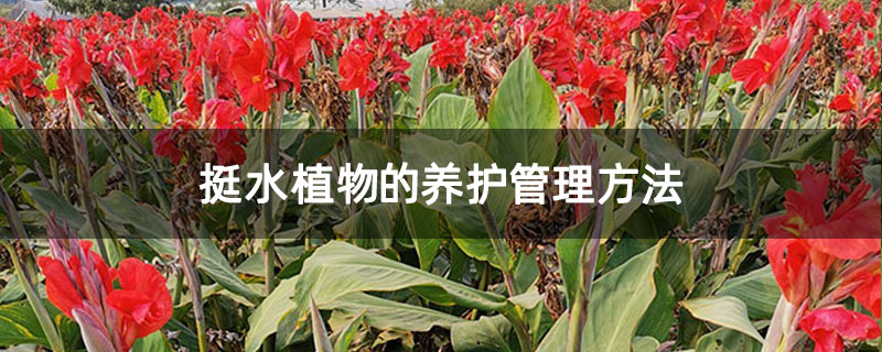 挺水植物的养护管理方法