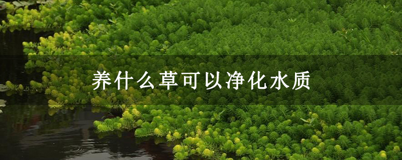 养什么草可以净化水质