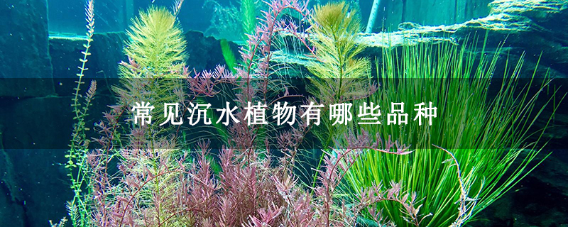 常见沉水植物有哪些品种