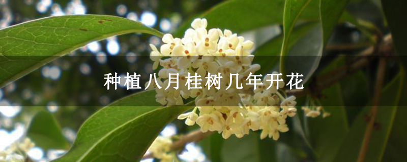 种植八月桂树几年开花