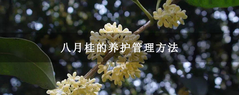 八月桂的养护管理方法