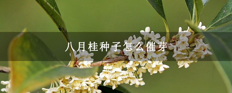 八月桂种子怎么催芽