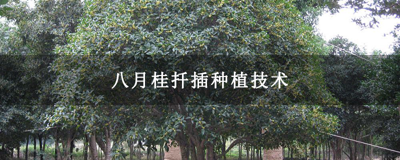 八月桂扦插种植技术