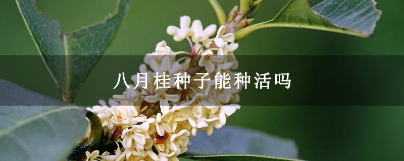 八月桂种子能种活吗