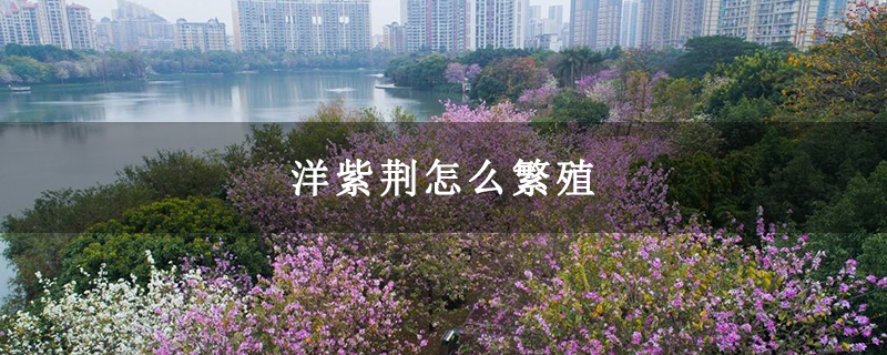 洋紫荆怎么繁殖