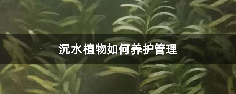 沉水植物如何养护管理