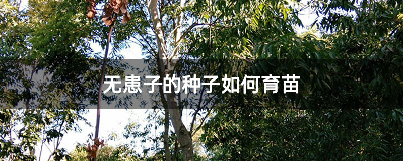 无患子的种子如何育苗