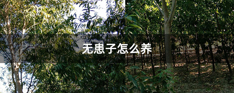 无患子怎么养
