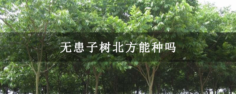 无患子树北方能种吗