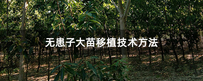 无患子大苗移植技术方法