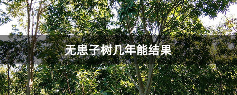 无患子树几年能结果
