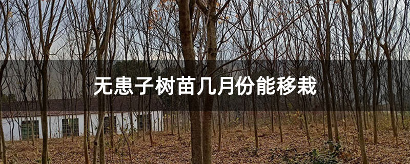 无患子树苗几月份能移栽