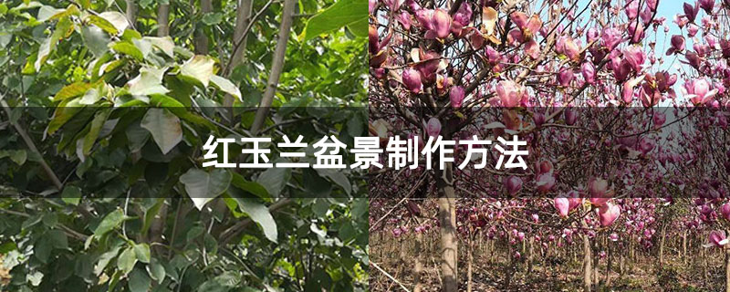 红玉兰盆景制作方法