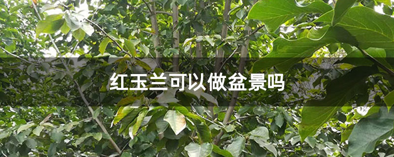 红玉兰可以做盆景吗