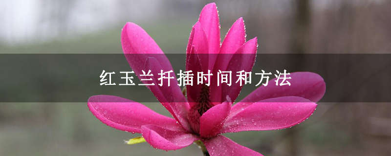 红玉兰扦插时间和方法