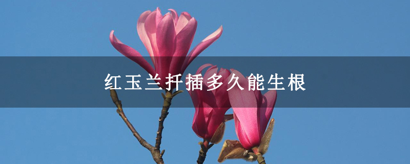红玉兰扦插多久能生根