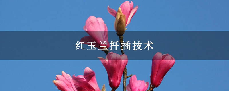 红玉兰扦插技术
