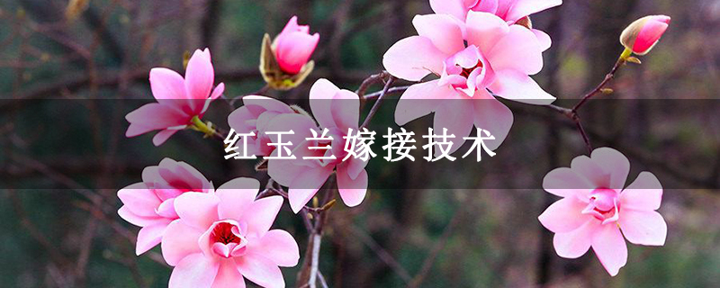 红玉兰嫁接技术