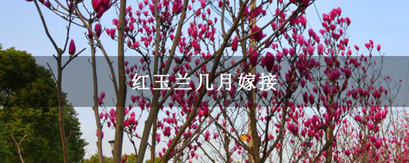 红玉兰几月嫁接