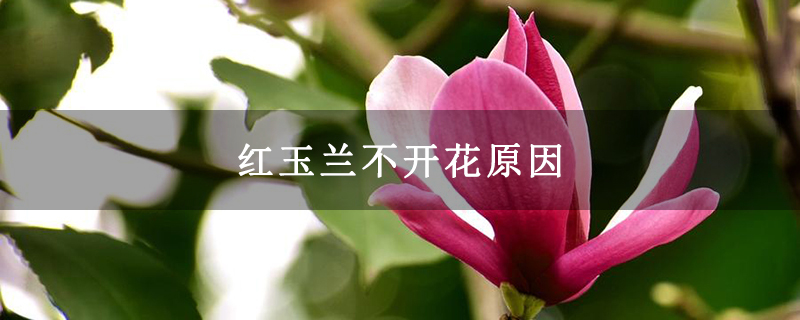 红玉兰不开花原因
