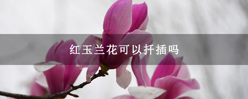 红玉兰花可以扦插吗