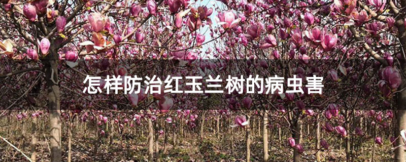 怎样防治红玉兰树的病虫害