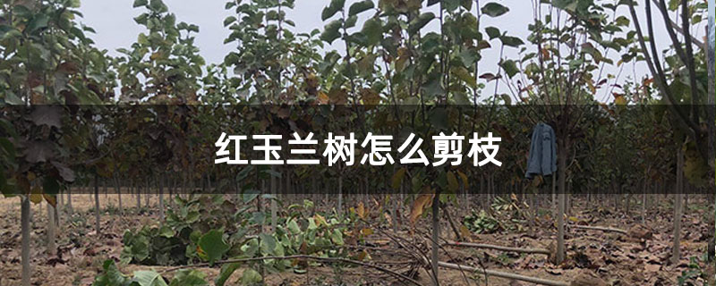 红玉兰树怎么剪枝