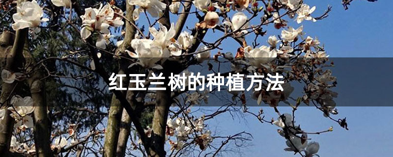 红玉兰树的种植方法