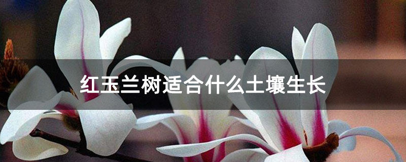 红玉兰树适合什么土壤生长