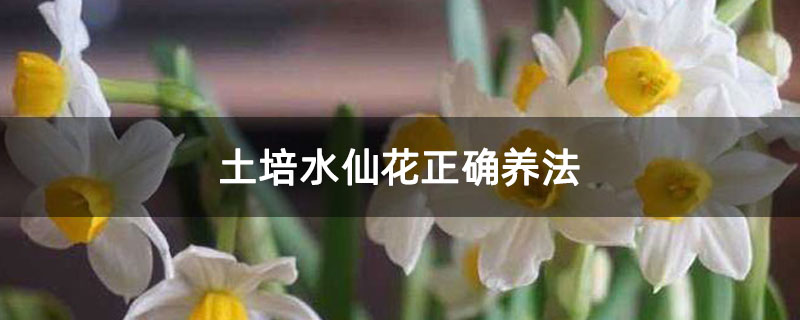 土培水仙花正确养法